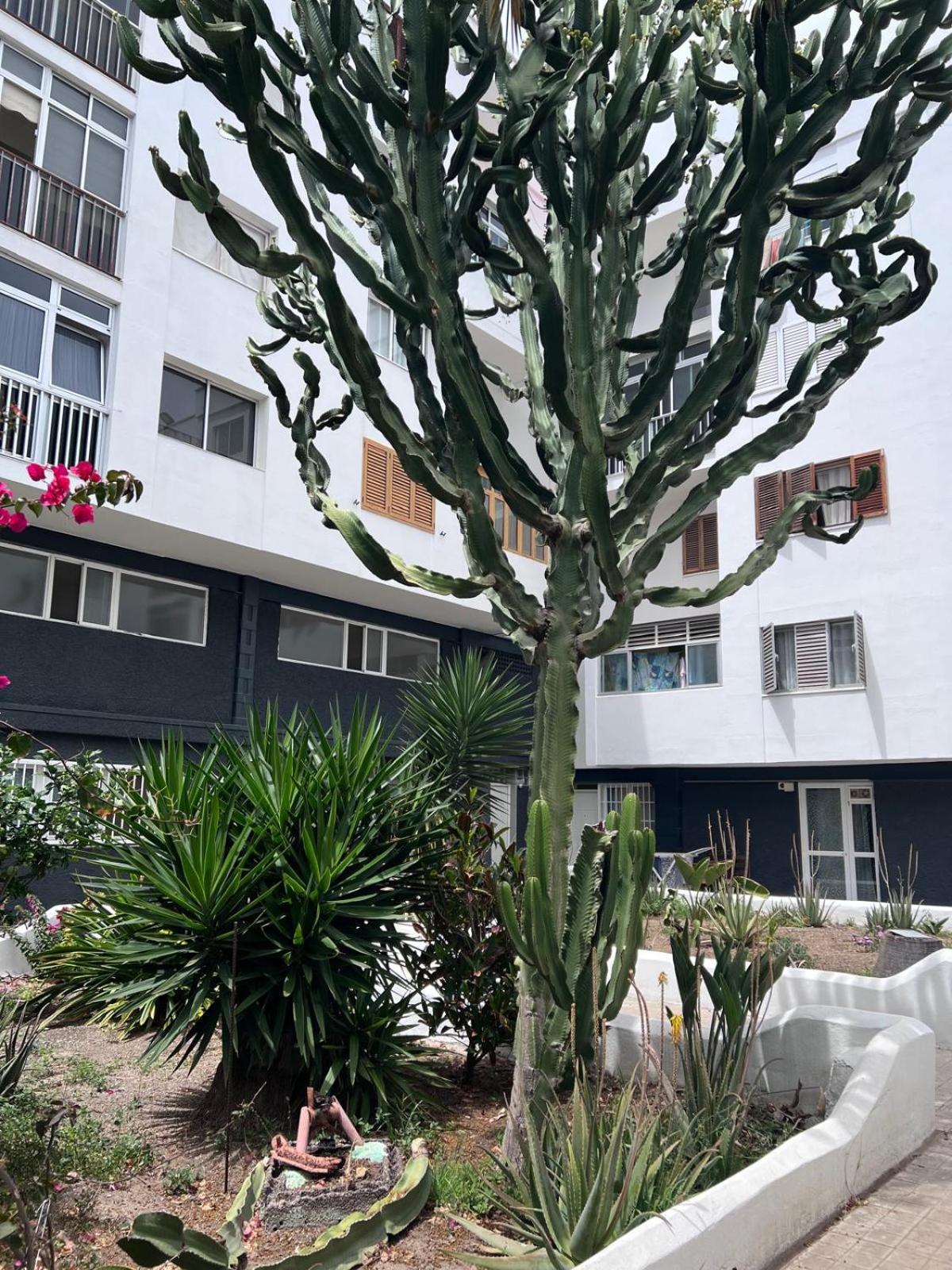 Relax Apartamento 3 Las Palmas de Gran Canaria Eksteriør bilde